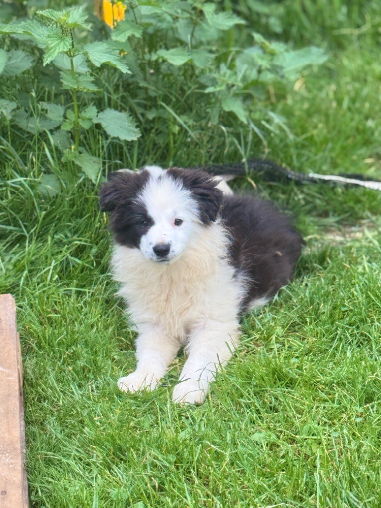 Du Pic De Nore - Chiots disponibles - Border Collie