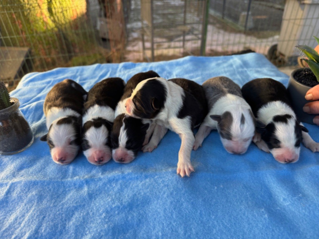 Chiot Border Collie Du Pic De Nore