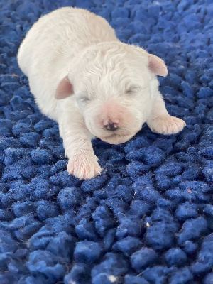 CHIOT