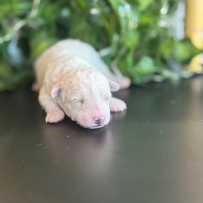 CHIOT N° 1 A 6 JOURS 320 GRS