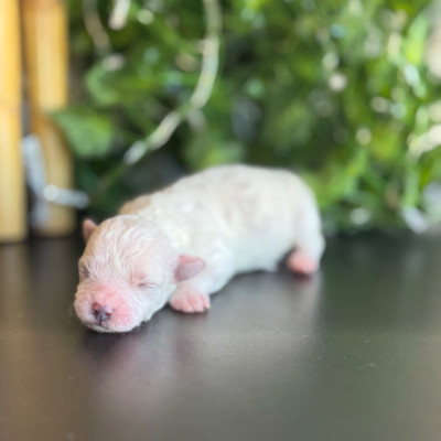 CHIOT MALE N° 3 A 6 JOURS 270 GRS