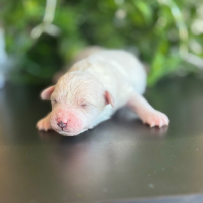 CHIOT FEMELLE 2 A 6 JOURS 310 GRS