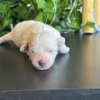 CHIOT FEMELLE N°4 A 6 JOURS 300 GRS