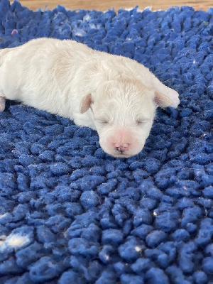 CHIOT MALE N°1