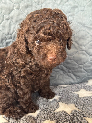 CHIOT 2