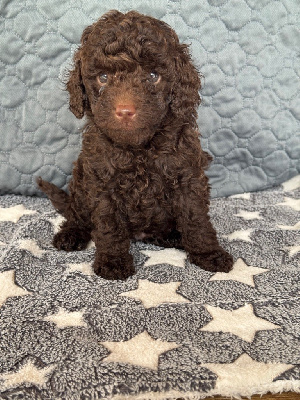 CHIOT 1