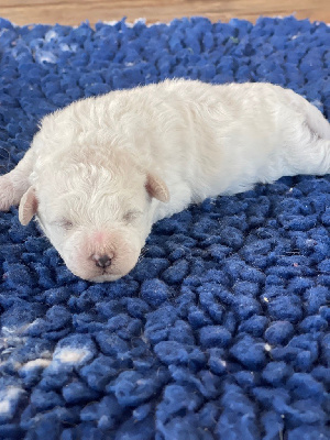 CHIOT MALE N° 2