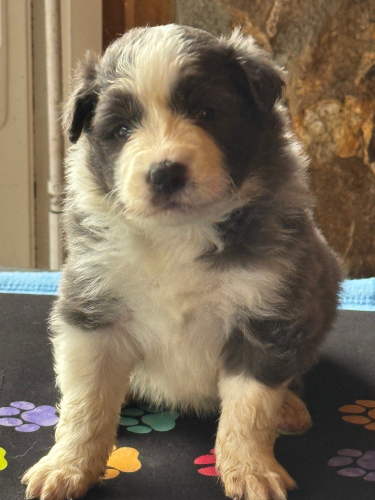 Chiot Border Collie Du Pic De Nore