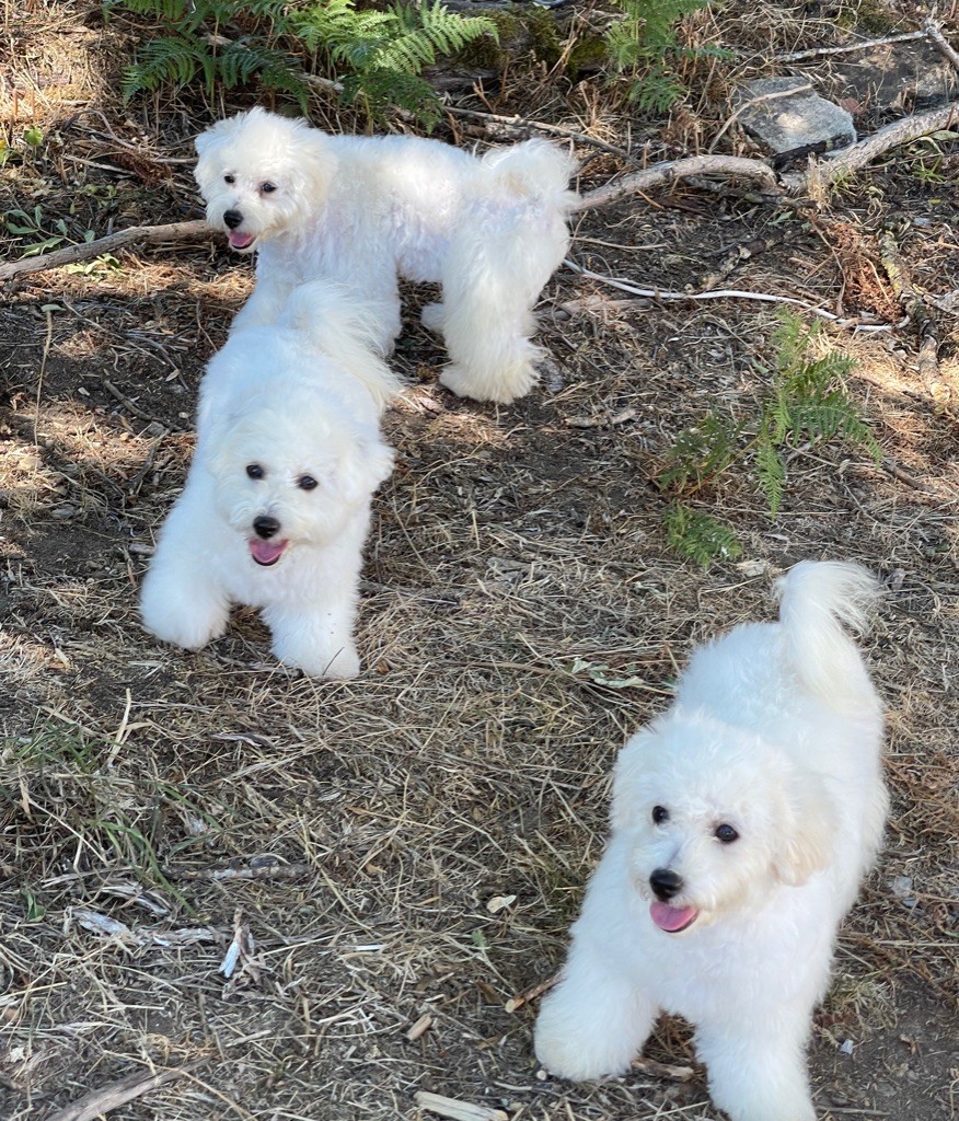 Du Pic De Nore - Bichon Frise - Portée née le 05/03/2022