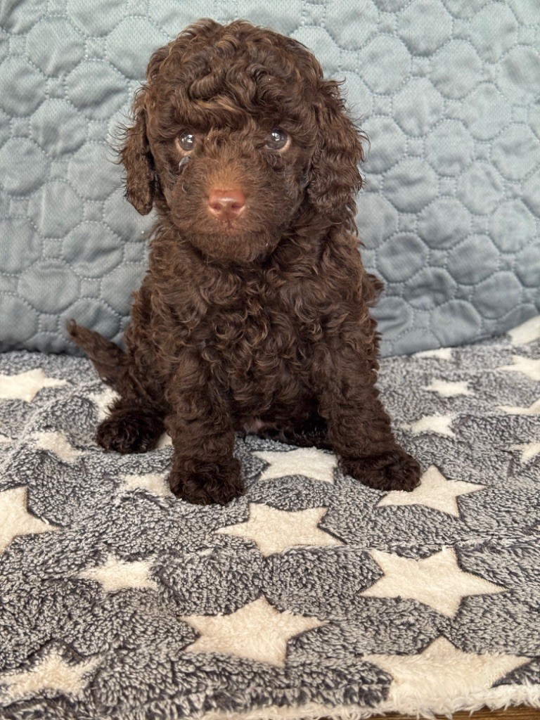 Du Pic De Nore - Chiots disponibles - Caniche