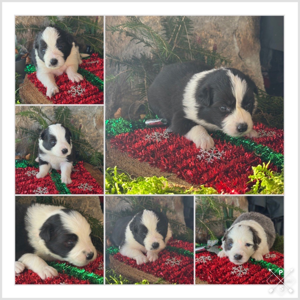 Du Pic De Nore - Border Collie - Portée née le 20/10/2025