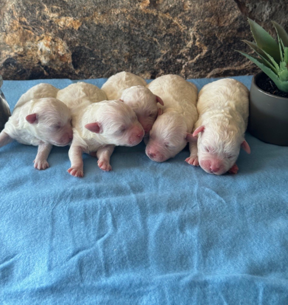 Du Pic De Nore - Bichon Frise - Portée née le 17/10/2025