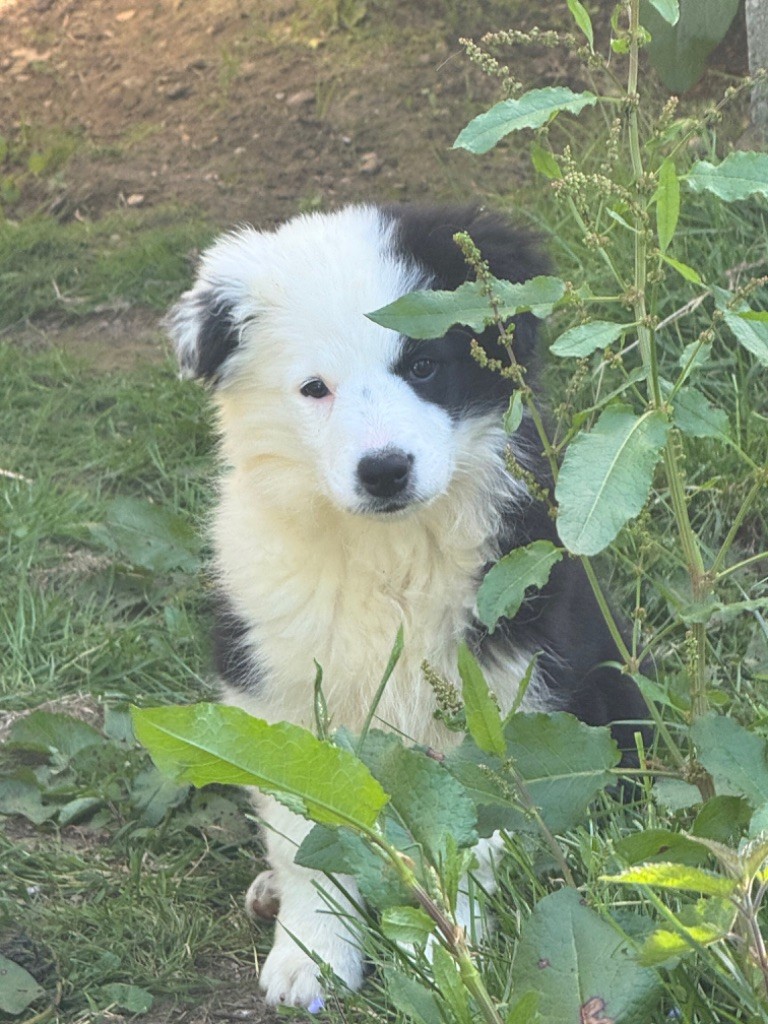 Du Pic De Nore - Chiots disponibles - Border Collie