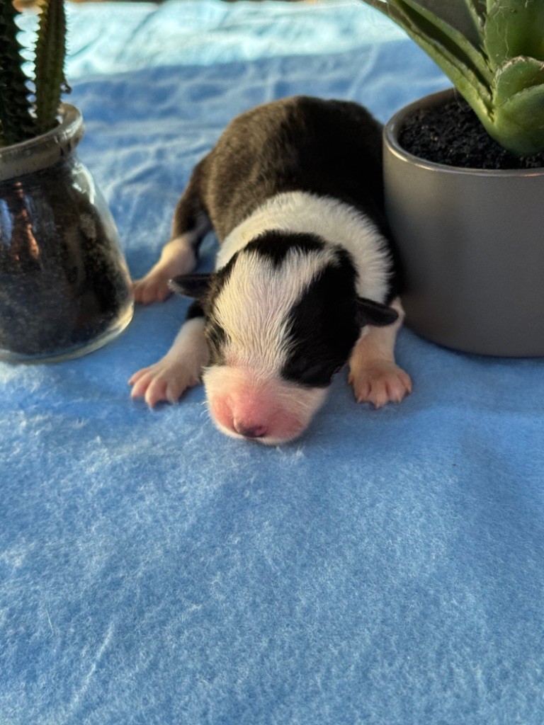 Du Pic De Nore - Chiots disponibles - Border Collie