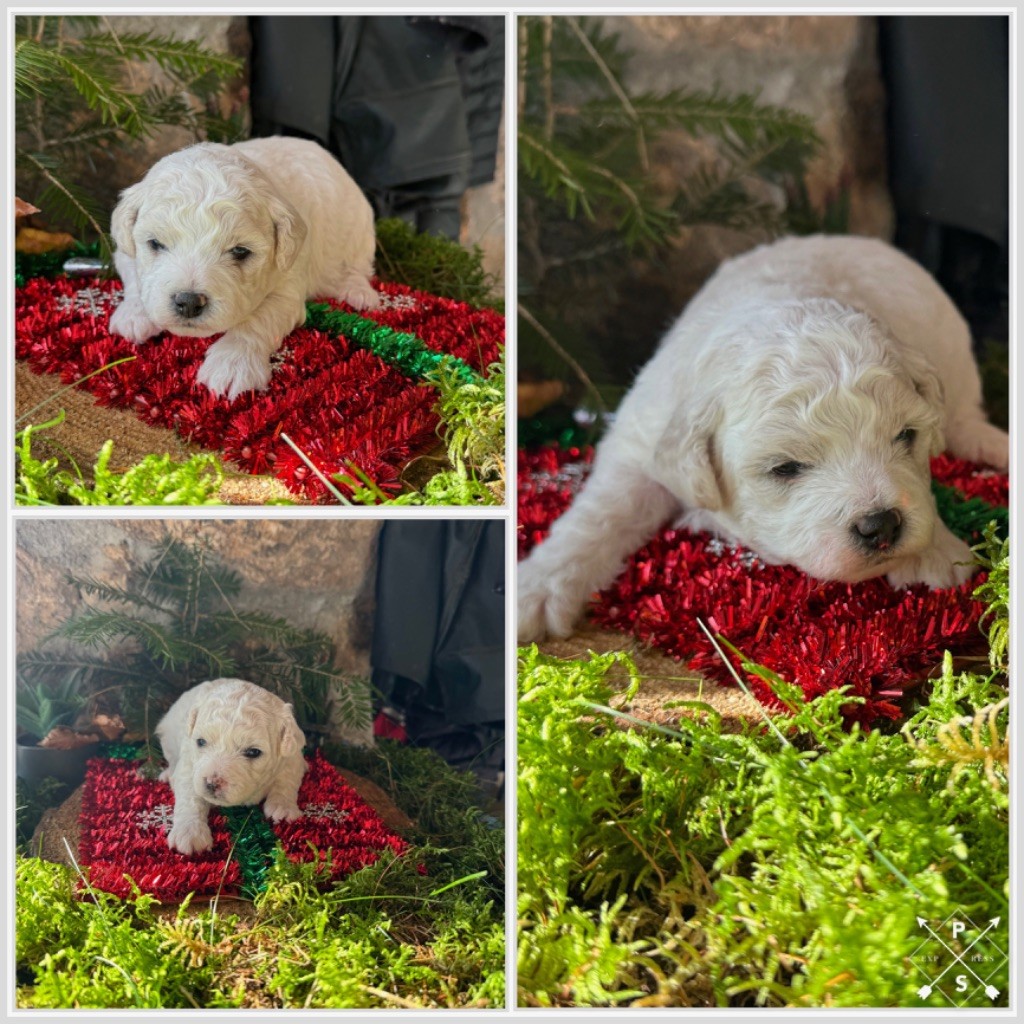 Du Pic De Nore - Bichon Frise - Portée née le 20/10/2025