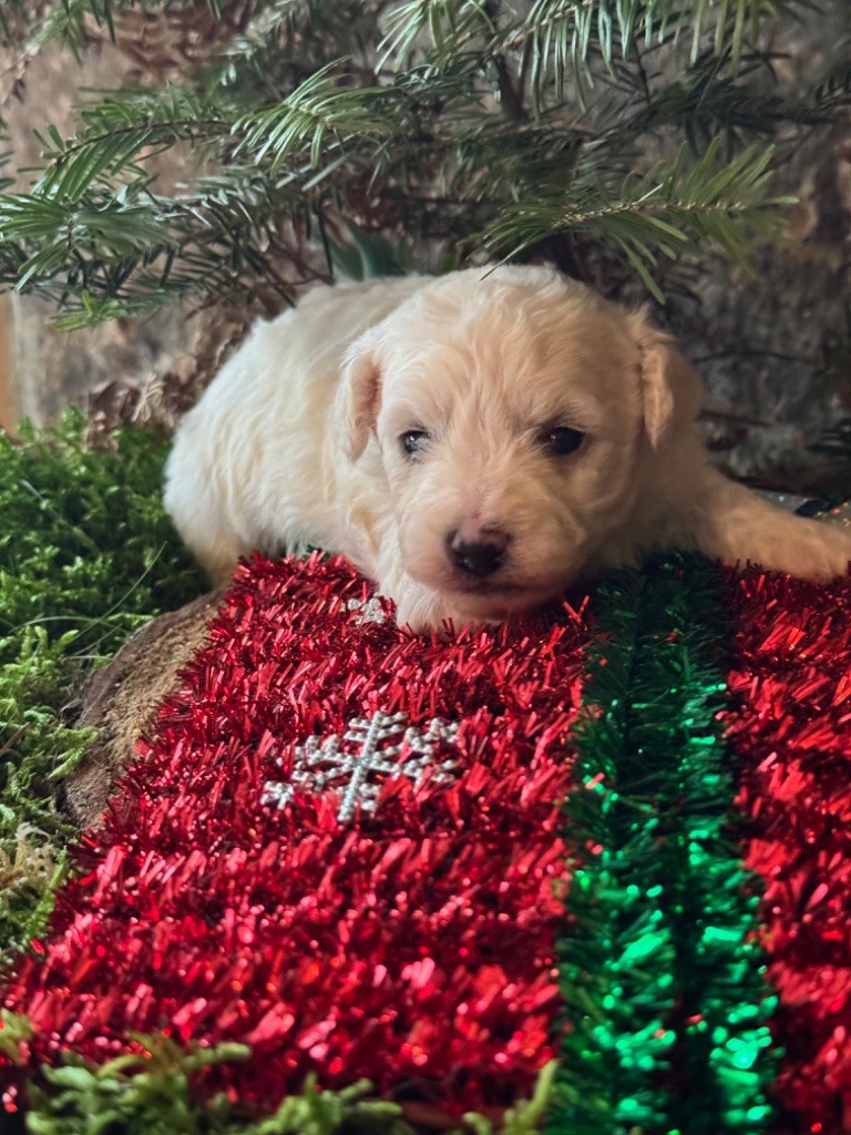 Du Pic De Nore - Chiots disponibles - Bichon Frise