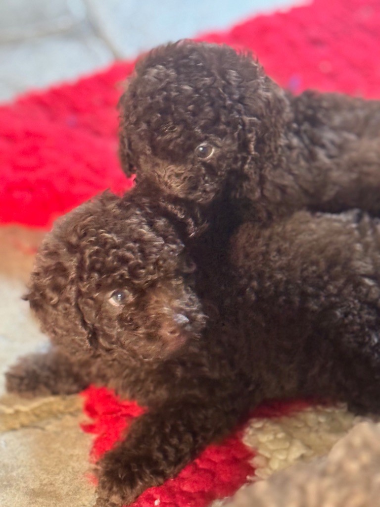 Chiot Caniche Du Pic De Nore