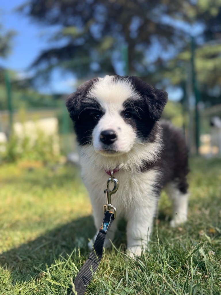 Du Pic De Nore - Chiots disponibles - Border Collie
