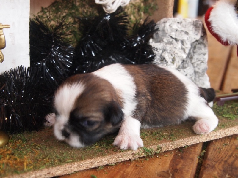 Du Pic De Nore - Chiots disponibles - Shih Tzu