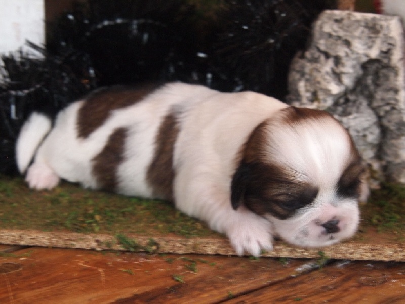 Du Pic De Nore - Chiots disponibles - Shih Tzu