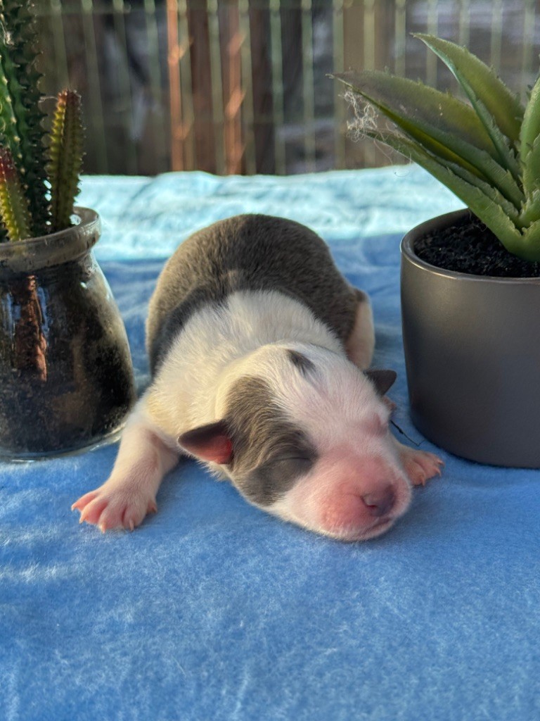 Du Pic De Nore - Chiots disponibles - Border Collie